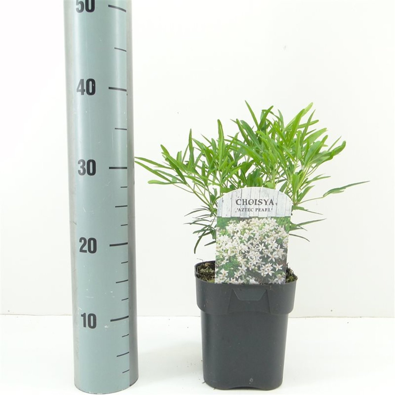 Choisya 'Aztec Pearl' - C2